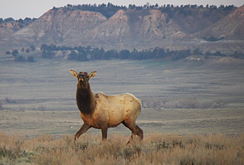 Elk in Wyoming Grasslands